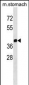 ZNF259 Antibody (C-term)